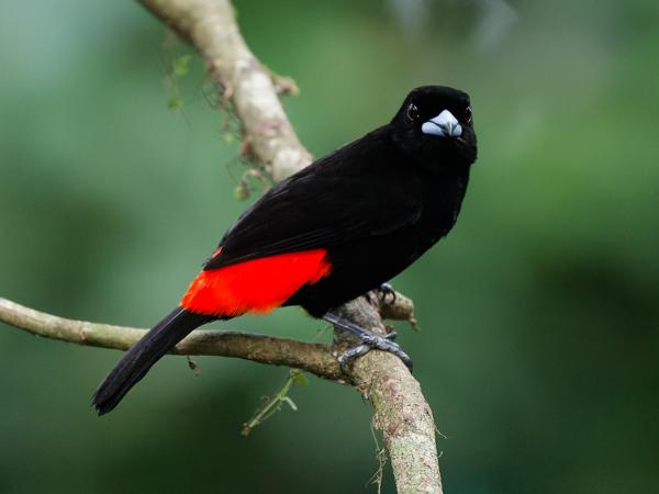 <h3><a href="/trips/costa-rica/biota/animalia/chordata/aves/040 passeriformes/127 thraupidae/ramphocelus passerinii/ramphocelus passerinii-nl.html">Ramphocelus&nbsp;passerinii</a> / Passerini's&nbsp;tanager / Roodrugtangare</h3>OM-1 Mark II met OLYMPUS M.150-400mm F4.5, 1/800 sec  bij F4.5, ISO 10000, afstand 5.61&nbsp;m